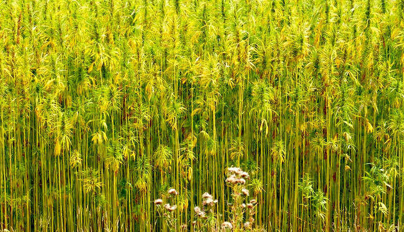 Conociendo el Kenaf: Una planta con cualidades para la bioconstrucción